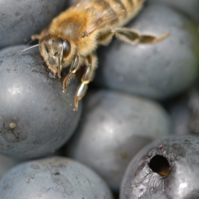 Fruehburgunder ANT 0374